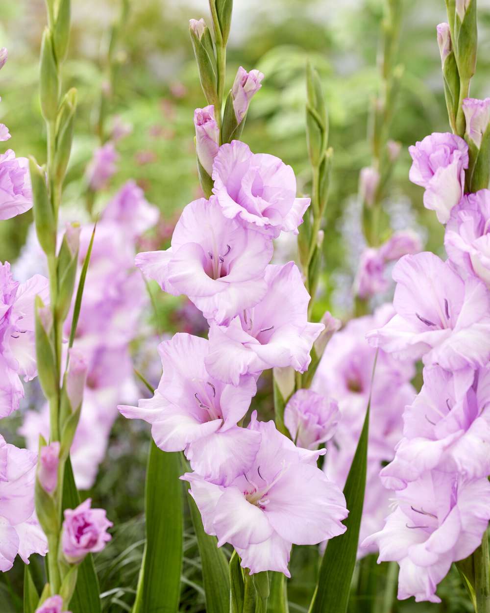 Gladiolus 'Orleans'